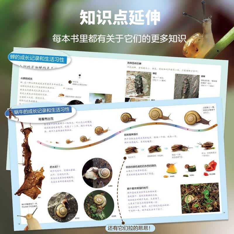 生命的故事 第2辑10册 高清实拍昆虫动物世界 蚕 蝉 蟋蟀 蜗牛 蚱蜢 自然生命简史历程百科绘本 3-6岁儿童科普图书《人民日报》推荐 生命的故事 第2辑10册
