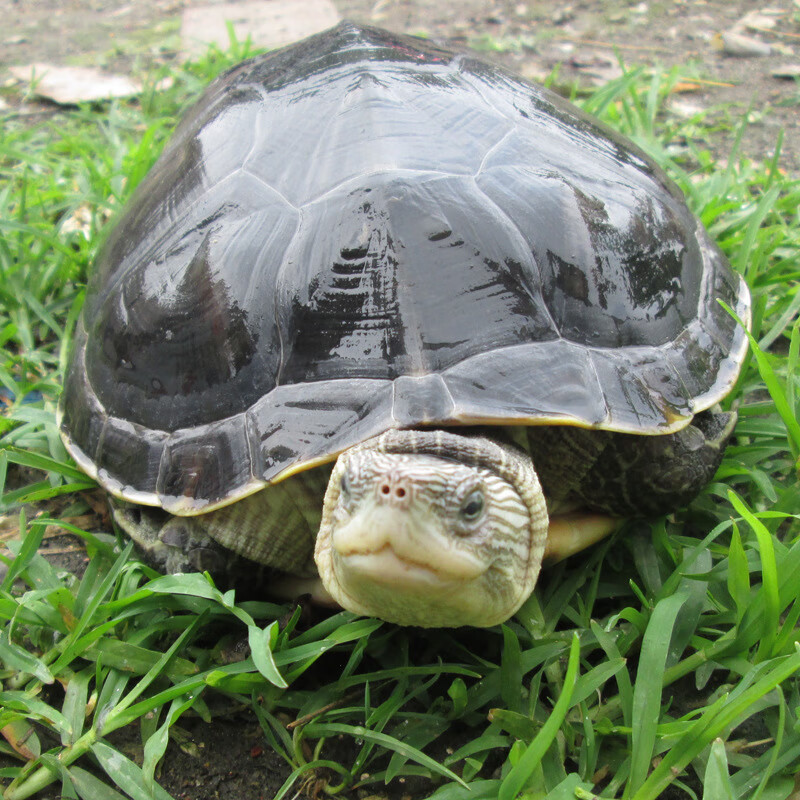 萌萌哒特大陆养旱巨型宠物爬行乌龟活物素食吃菜龟汗龟大东方龟活 三