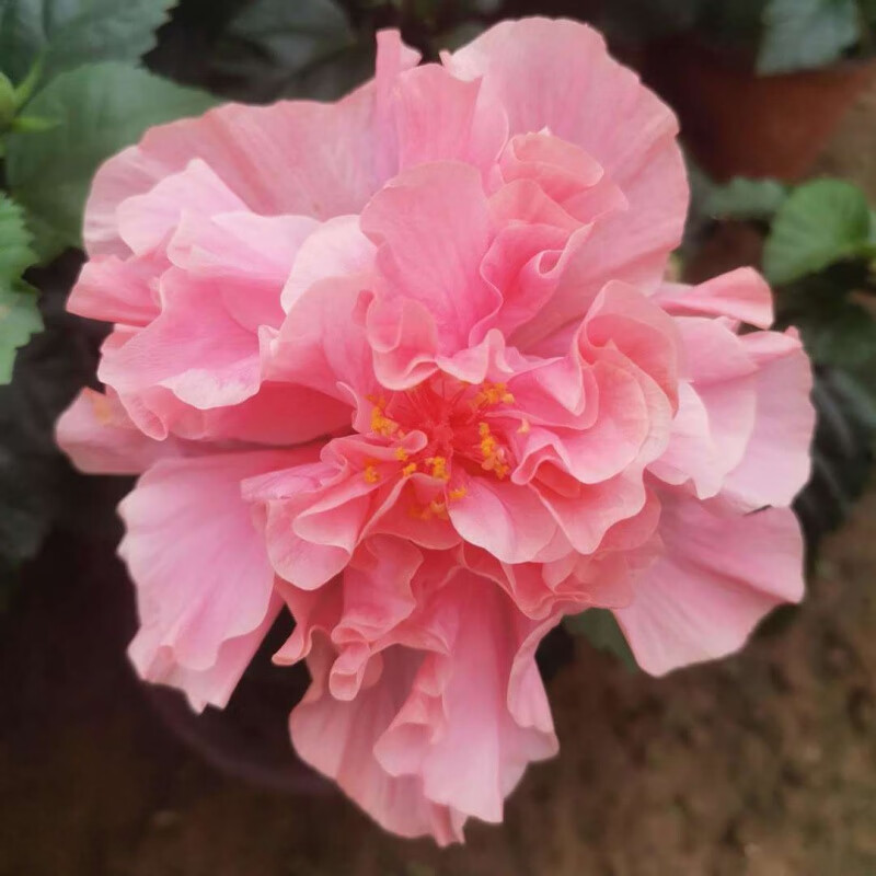 扶桑花苗重瓣大花木槿花苗四季好养反复开花重瓣盆栽红色朱瑾 粉重瓣