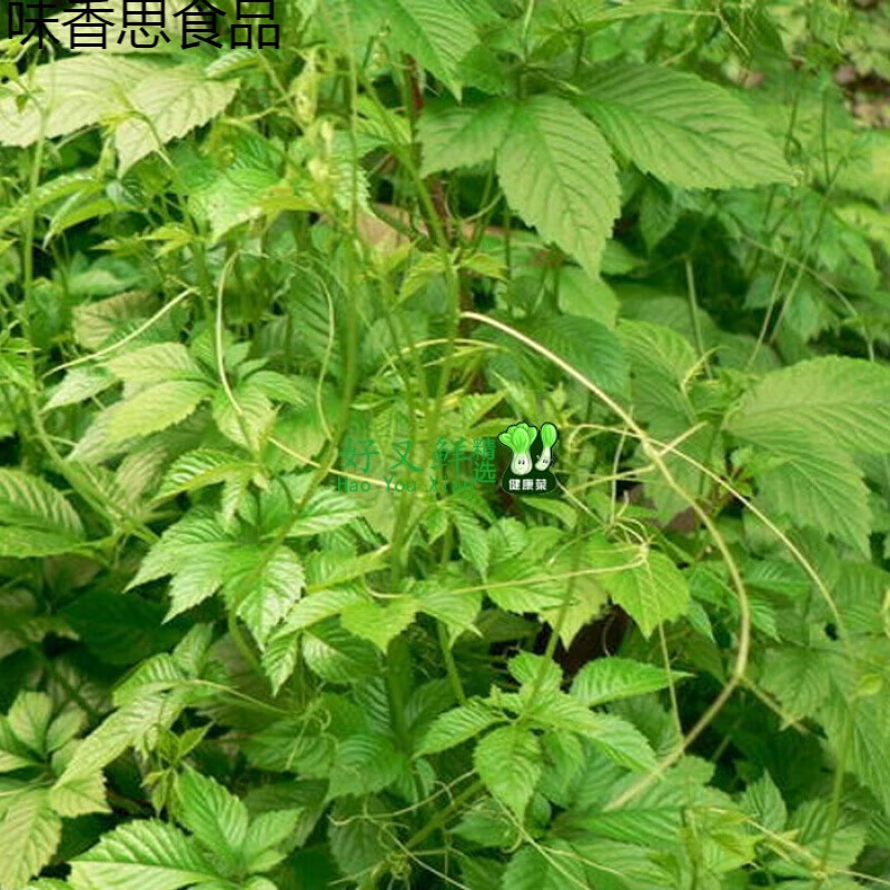 五叶神新鲜野菜草菜天堂草农庄煲汤500.