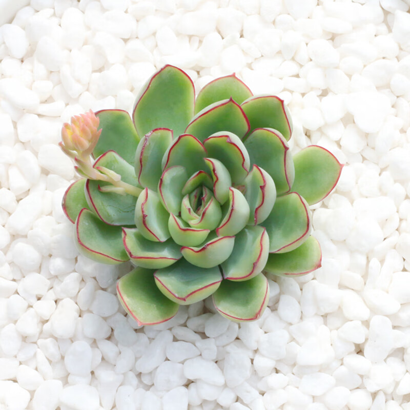 猎户座蓝猎户多肉植物肉肉植物花卉桌面盆栽 多肉 5~6cm 品相佳 裸根