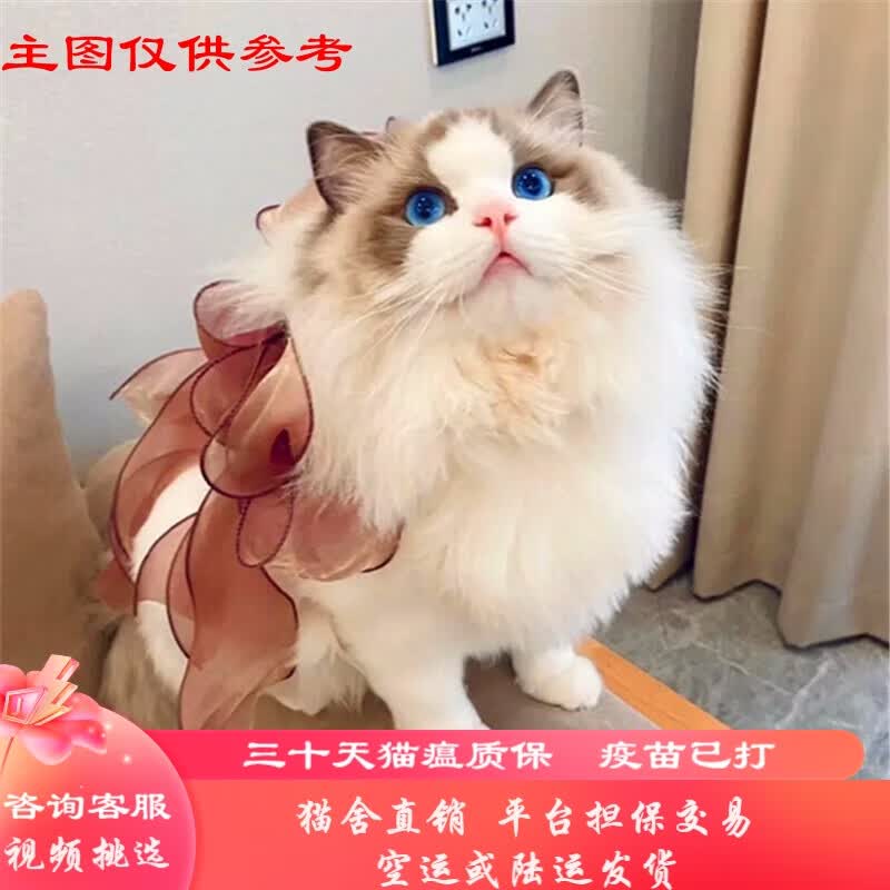 桓瑞宠物布偶猫幼猫幼崽重点色海豹双色纯种宠物猫咪活体猫舍直销售后保障 宠物级 宠物级A款 公怎么看?
