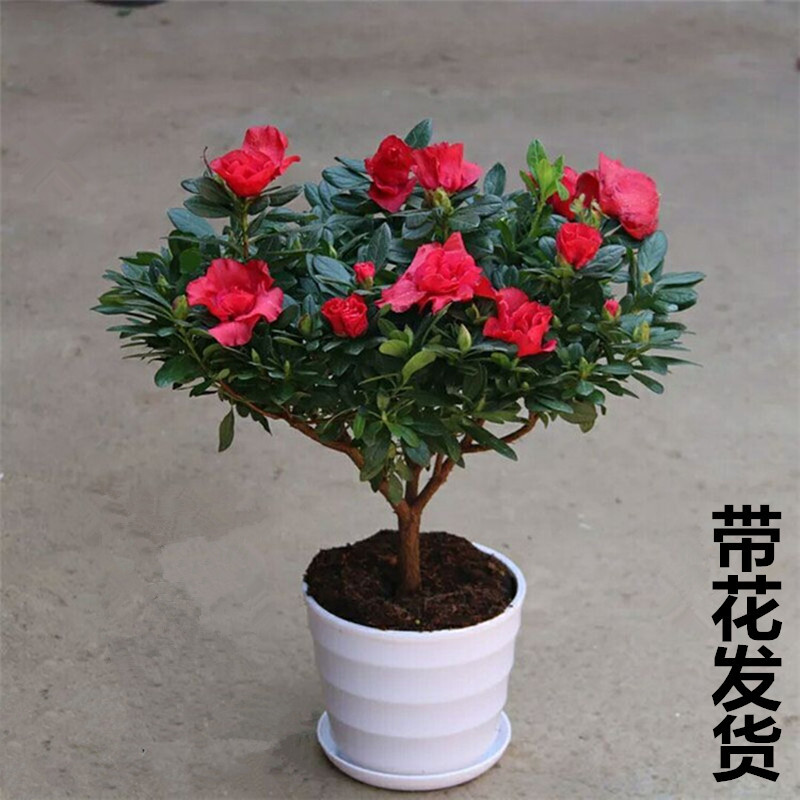 室内庭院植物杜娟花树状盆带花苞发货盆栽植物旺之春 红花【5年苗】