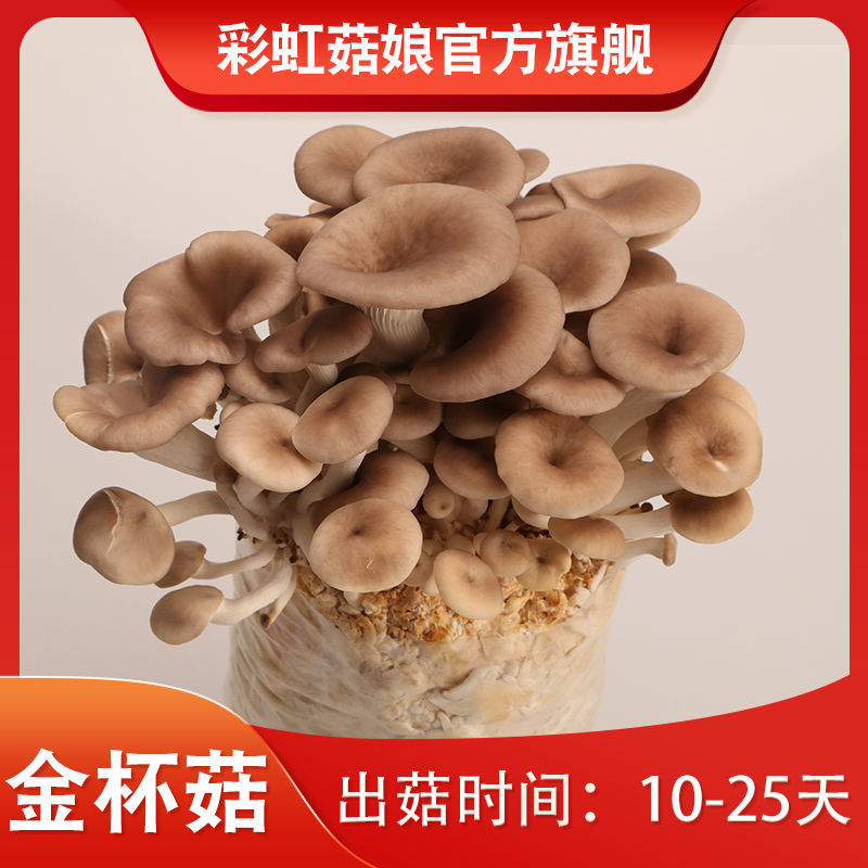 3袋金杯菇 20天左右出菇