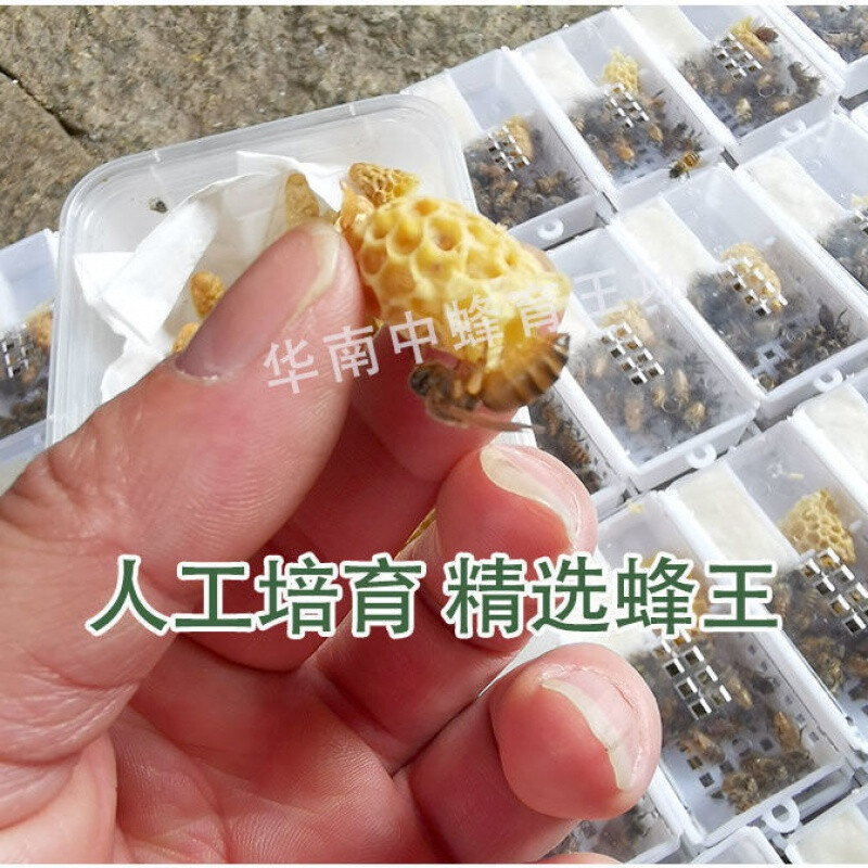 新款中蜂王蜜蜂活体种王王台开产交尾阿坝高产杂交产 随机王认准华南