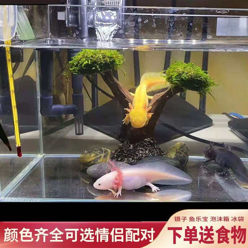 水族活体电商最低价查询方法|水族活体价格比较