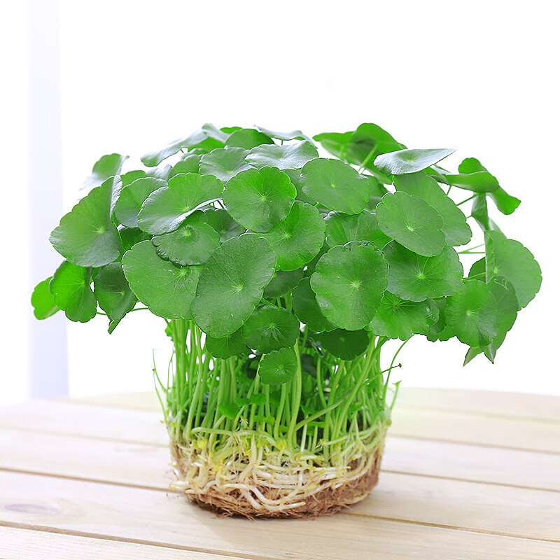 鑫干和(xinganhe)铜钱草金钱带叶水培植物室内盆栽客厅桌面水养植物