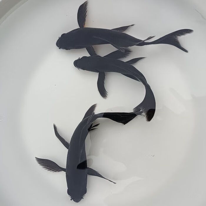 黑色蝴蝶鲤观赏鱼锦鲤淡水小鱼活体纯种鱼苗短身金鱼大尾狮子头 黑