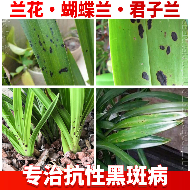 吊兰花黑斑专用药白绢炭疽叶斑枯轮纹病君子兰蝴蝶兰草杀菌剂农药 30g