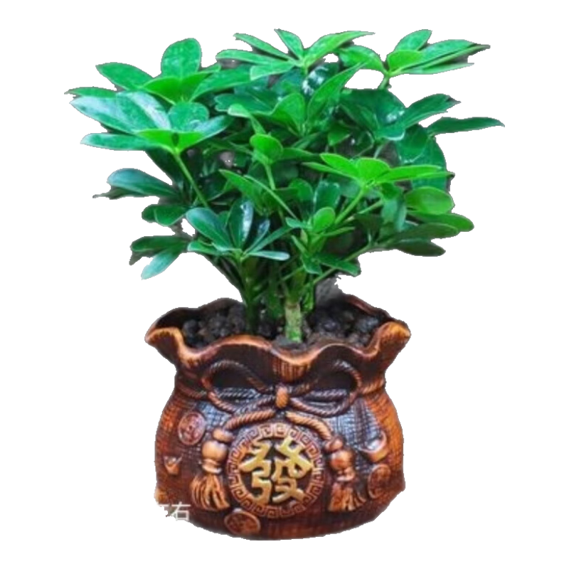 ���˷����ơ�������Ѽ��ľ�����ļ�������������仨���辰 �˷�����20����4�š��l�մ��衿 �ͷ���