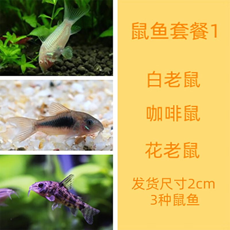 甄梦渔野除藻工具鼠鱼笑脸猫琵琶鱼老鼠鱼白鼠花椒鼠珍珠金苔鼠热带鱼