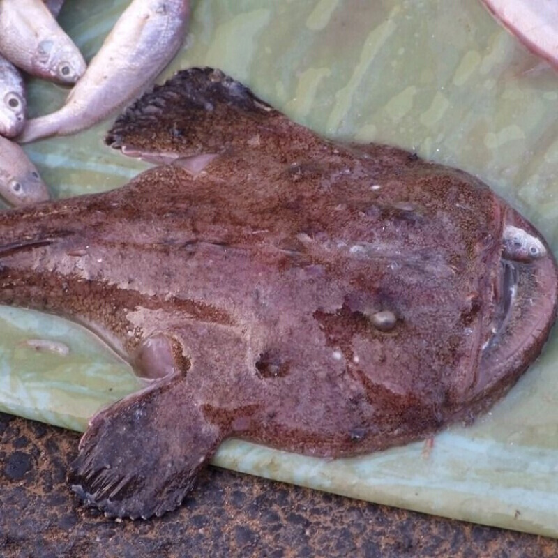 棠鲜生整条安康鱼新鲜丑鱼蛤蟆鱼大嘴鱼深海鱼鮟鱇鱼无刺鱼海鲜带肚带
