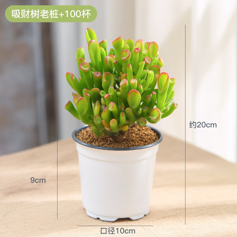 京东多肉植物历史价格查询在哪|多肉植物价格历史