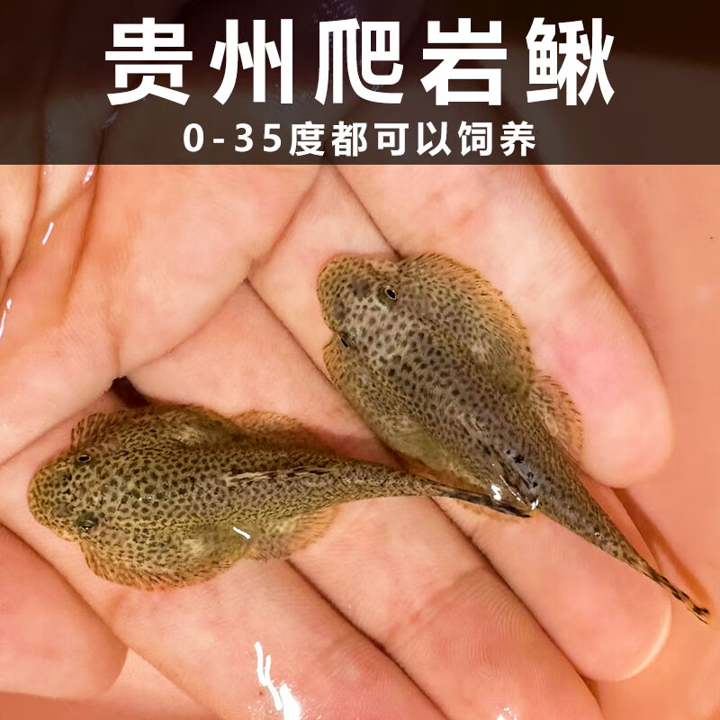 吸鳅爬岩鳅琵琶鱼鱼缸清洁鱼鼠鱼鱼缸除藻工具鱼 2-3cm贵州爬岩鳅1条