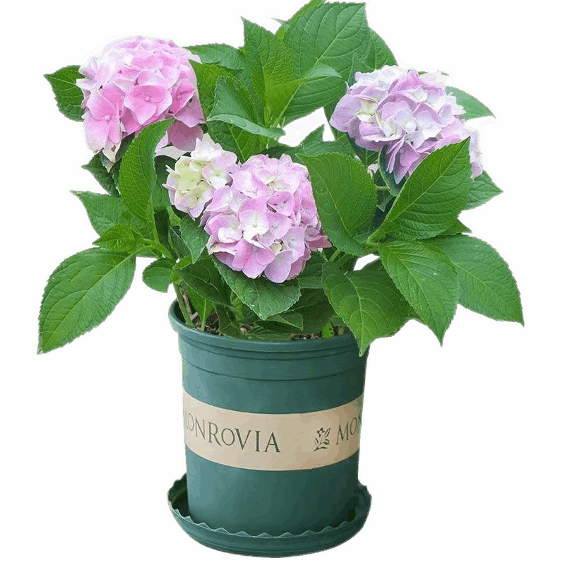 绣球花苗大花绣球花盆栽无尽夏花手鞠铆钉绣球八仙花庭院阳台花卉 无尽夏绣球花小苗一盆