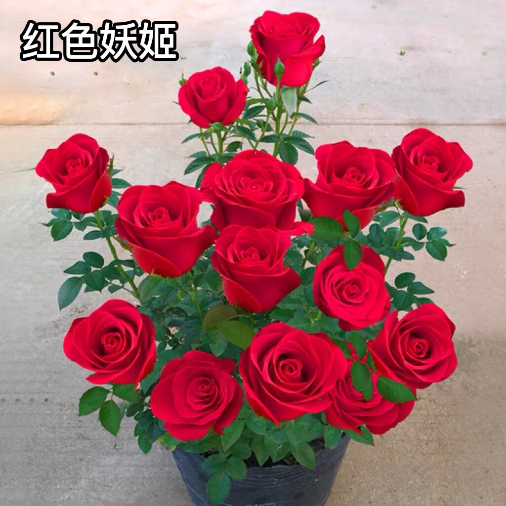 红色妖姬6棵 生根粉 复合肥