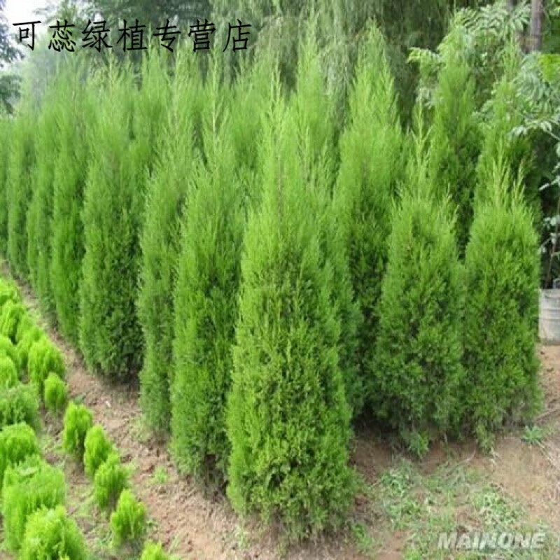 骏灏塔柏树苗 蜀桧苗 圆柏小苗快柏 扫墓祭祀墓地松