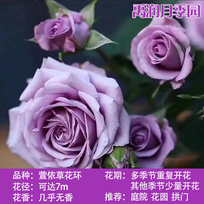 蔷薇四季开藤本月季花苗特大花浓香庭院植物室内花卉盆栽爬藤月季