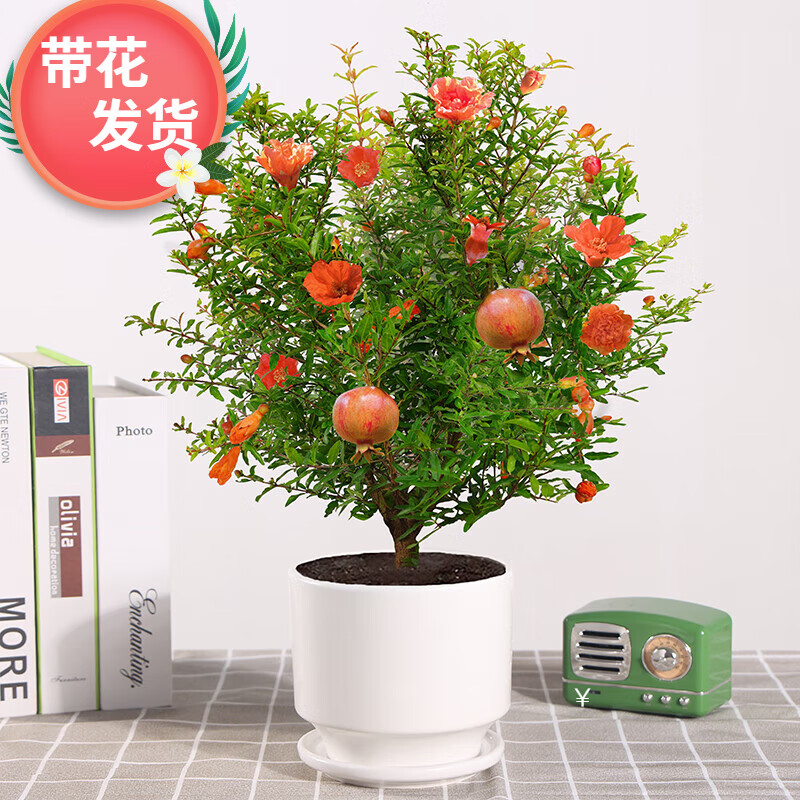 ڲʯԴڻܹͥԺ׮辰ֲ ʯԴ+״ 26.8Ԫ