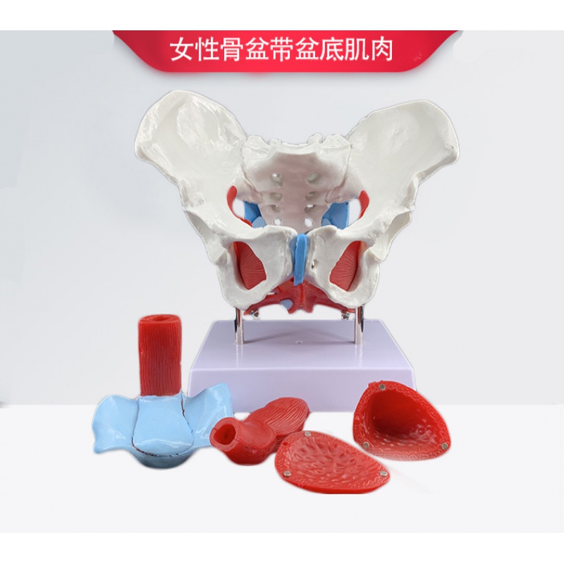 肌肉模型人体分娩助产解剖医学教学盆腔器官结构模型 女性骨盆带底肌