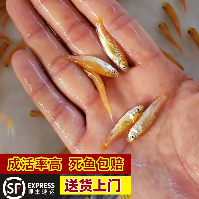 【順豐包活到家】金草魚苗活體淡水養(yǎng)殖俄羅斯紅草魚金絲鯇魚冷水觀賞黃金草魚10條5-15厘米送防損 金草魚苗5-9厘米100條【關(guān)注店鋪送10條防損】