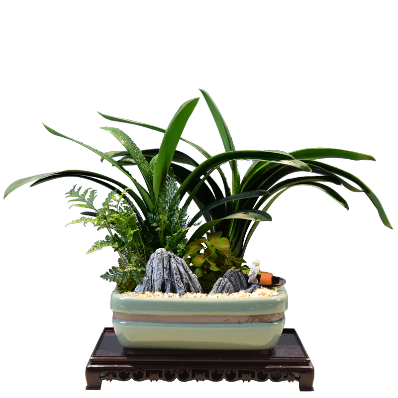 自然空間君子蘭盆栽樊韻長方雙排室內(nèi)花卉植物盆景+行舟+250座 源頭直發(fā)