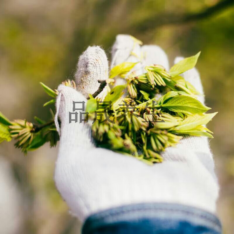 湖南张家界杜仲雄花杜仲雄花茶特产杜仲茶花粉花蕊 杜仲雄花250克