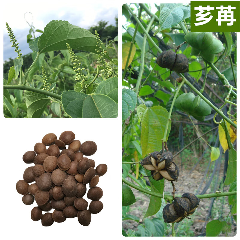 芗苒印加果种子南美油藤种籽星油藤种子四季播种印加花生种子果树种子