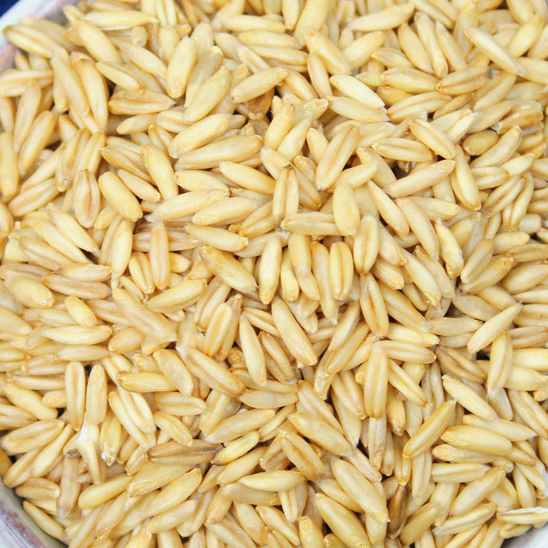 新货燕麦米5斤 农家自种燕麦仁荞麦米胚芽燕麦五谷杂粮粗粮1斤 燕麦米2斤