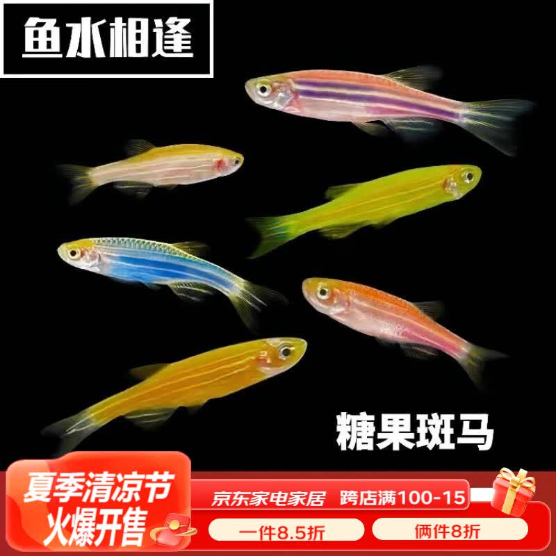 卡奇鱼 斑马鱼 淡水鱼 观赏鱼 小型鱼 热带鱼 蝶翼斑马荧光斑马好养易活 糖果斑马12条1.5-2.5cm最少3种色属于什么档次？