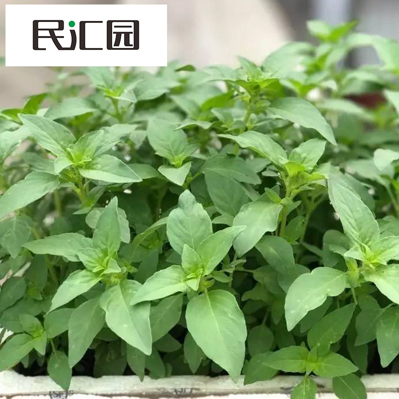 民汇园蔬菜种子家庭盆栽美味大叶荆芥四季播阳台易种全年可播生长快
