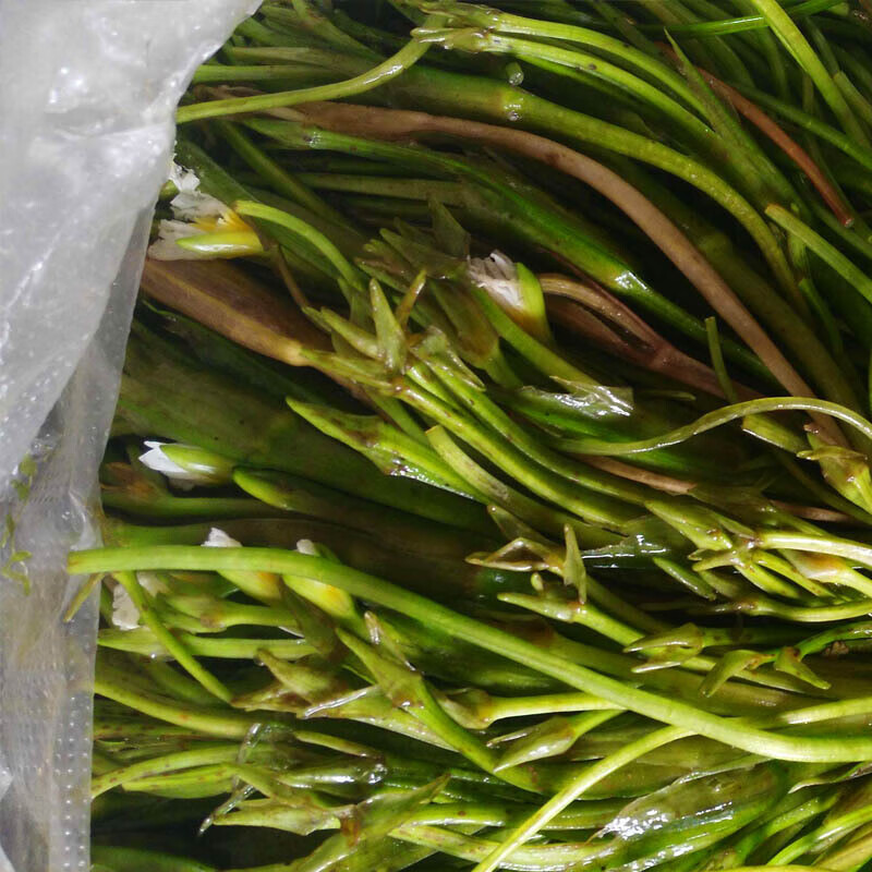 虎钢馋特产sf2斤顺丰新鲜大理海菜花云南野菜大理特产洱海海菜水性
