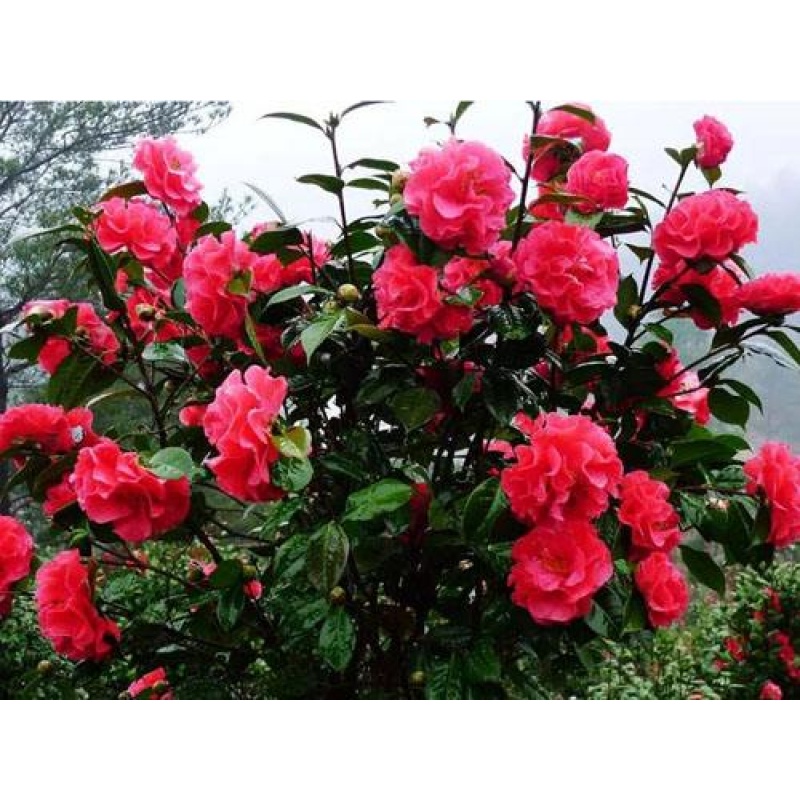 花中酷   新采  油茶种子 茶子树,茶油树,白花茶种子 耐冬种子 茶花