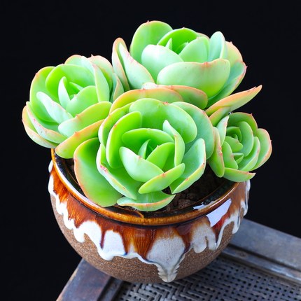 苓芊多肉植物多头群生老桩大株悬崖桩多头群生超大肉肉 碧桃多头 不含