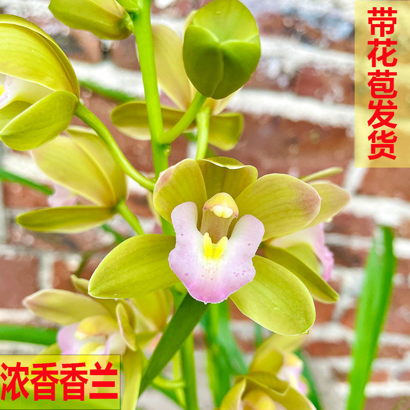 界梁山精品香妃兰花苗盆栽室内绿植除甲醛花卉建兰墨兰慧兰四季开花