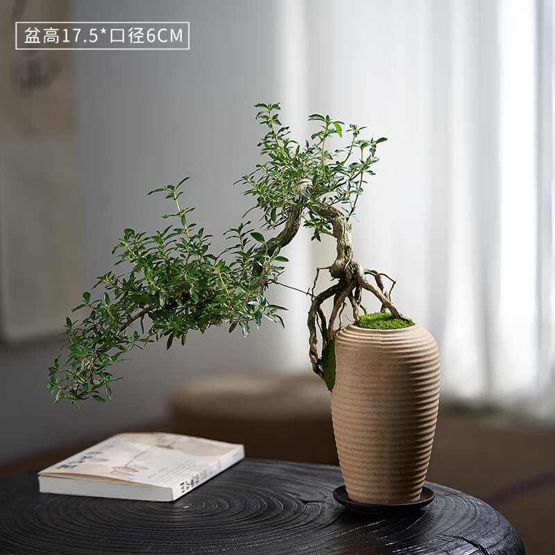 盖淘六月雪盆景老桩悬崖式盆栽桌面玄关提根造型植物茶室阳台好养绿植