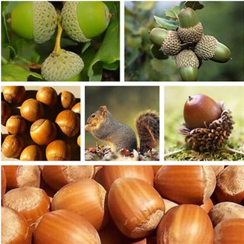 绍涵美国红橡树种子 栎树柞树白栎籽青冈栎蒙古栎麻栎娜塔栎林木种子