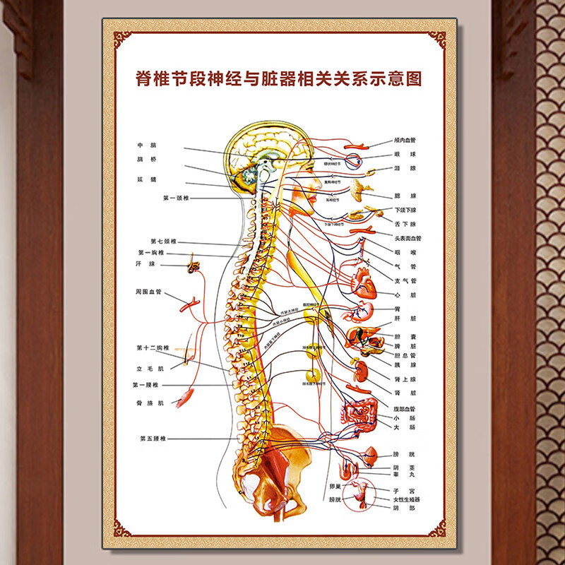 人体肌肉解剖图挂图内脏结构图全身器官十二经络穴位图骨骼示意图
