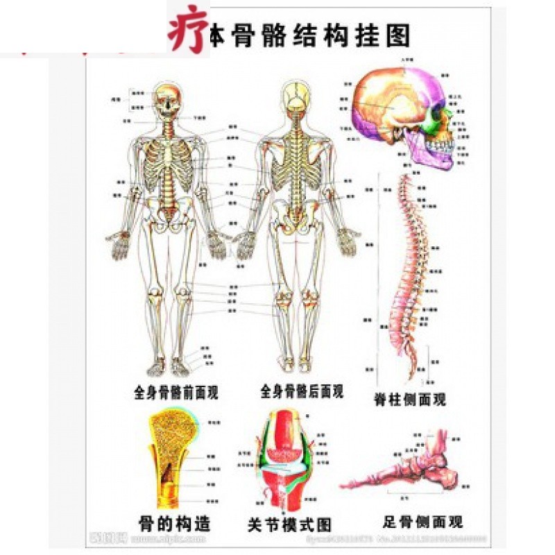 enovo人体下肢肌肉解剖模型运动腿骨骼康复运动健身教学 5