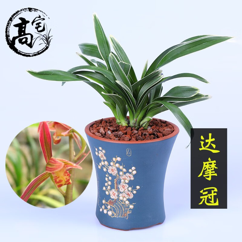 京东花卉如何查看历史价格|花卉价格比较