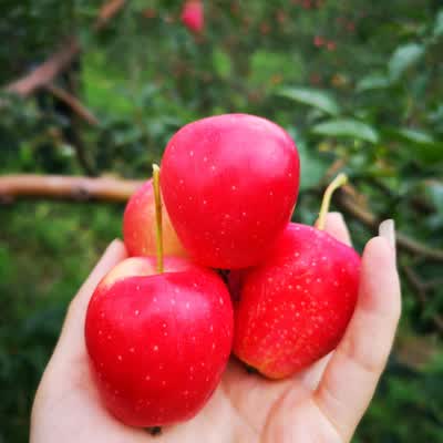 嫁接苹果树苗 苹果苗盆栽地栽南方北方室内外庭院阳台种植果树苗 鸡心