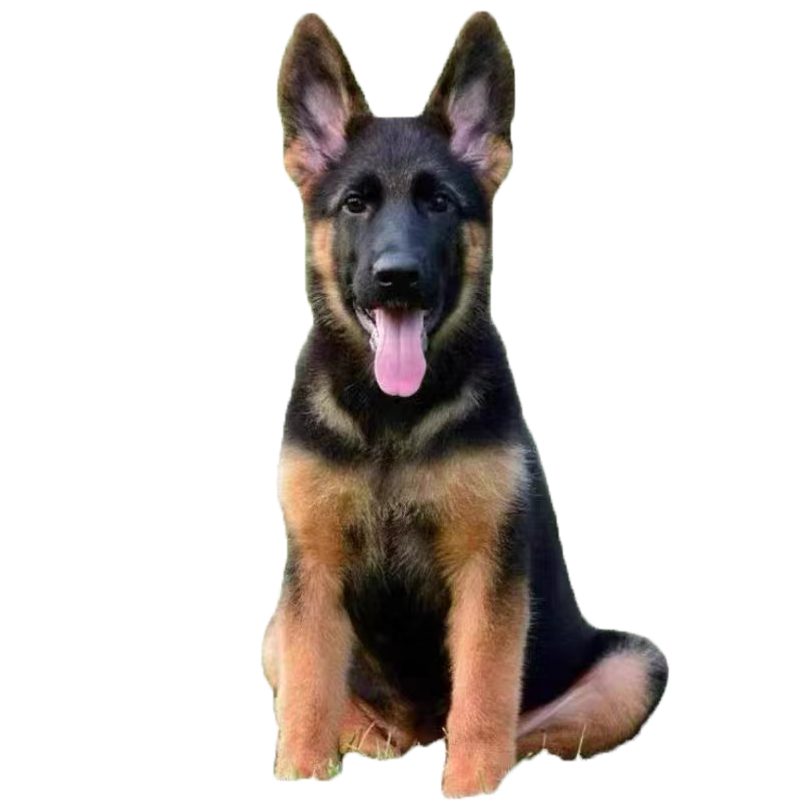 蒂瑞科纯种德牧幼犬弓背黑背德国牧羊犬活体大型狼狗猎犬宠物狗 血统级