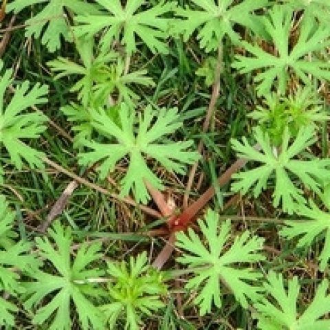 姒桀老鹳草苗新鲜秧苗野生花园老贯草春季夏季五叶秋季冬季 20棵苗