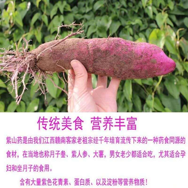 赣南紫山药新鲜蔬菜现挖紫大薯脚板薯农家正宗铁棍怀山紫玉淮山药