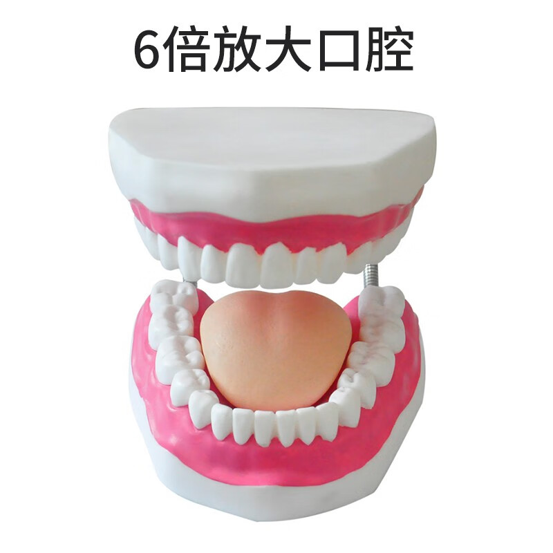 6倍放大口腔模型 牙护理保健模型放大六倍 大号牙齿清洁教学模具 口腔护理牙模型 6倍护理牙