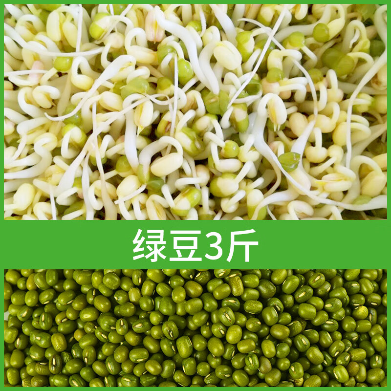 红人迷豆苗发豆芽专用黄豆种籽绿豆小粒黑豆芽苗菜豆芽菜种子水培蔬菜