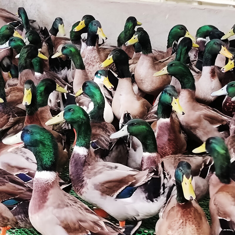 家禽鸭苗大种麻鸭青头鸭水鸭活苗纯种小鸭苗番鸭旱鸭火鸭苗藤子鸭