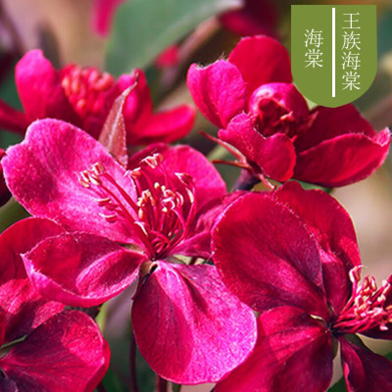 惜林园 海棠花盆栽树苗盆景重瓣老桩阳台庭院绿植物室内花卉四季开花