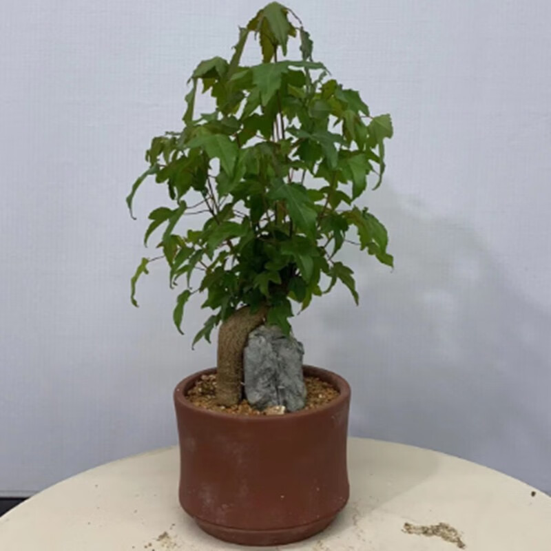 孙凯(sunkai)枫树盆栽附石唐枫盆景三角枫盆栽丛生枫树唐枫盆栽 附石