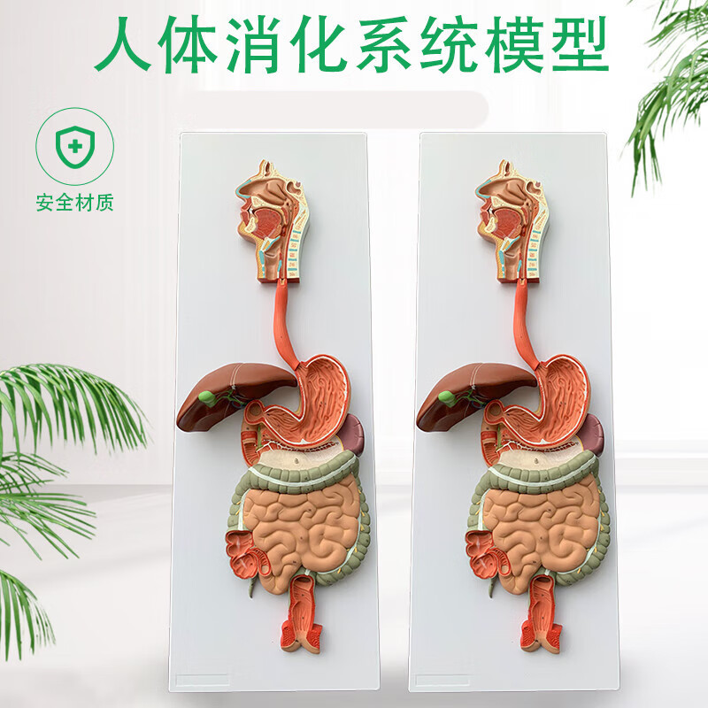 人体消化模型 消化道胃冠状剖面 鼻咽喉 大小肠 胃解剖教学模型
